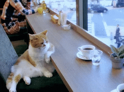 Un gato naranja y blanco sentado en una mesa de cafetería junto a una taza de café, mirando hacia la cámara.